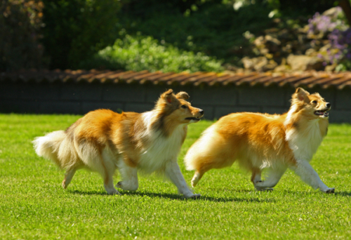 June 26, 2020: Concetta (l) trotting side by side with her daughter Siena (r)