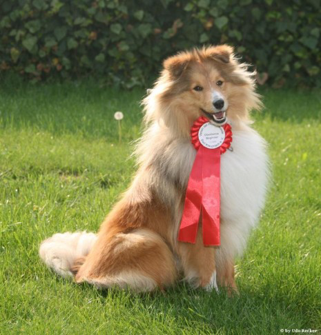 Bijou's first win in a Competitive Obedience tournament, May 2009
