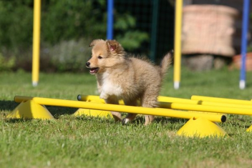 July 2013: Puppy agility