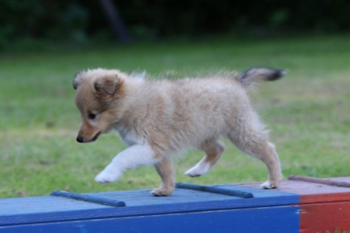 July 2013: Puppy agility